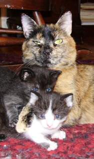 Dakota and her two kittens.