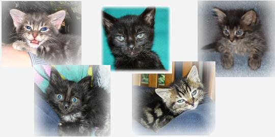 Five scappy kitties with no mom, and coccidia