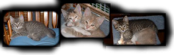 Four semi-feral kitties, a bit shy, very sweet and playful.