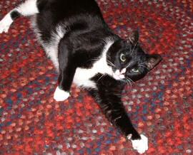 Teaser loved to roll around on the rug.