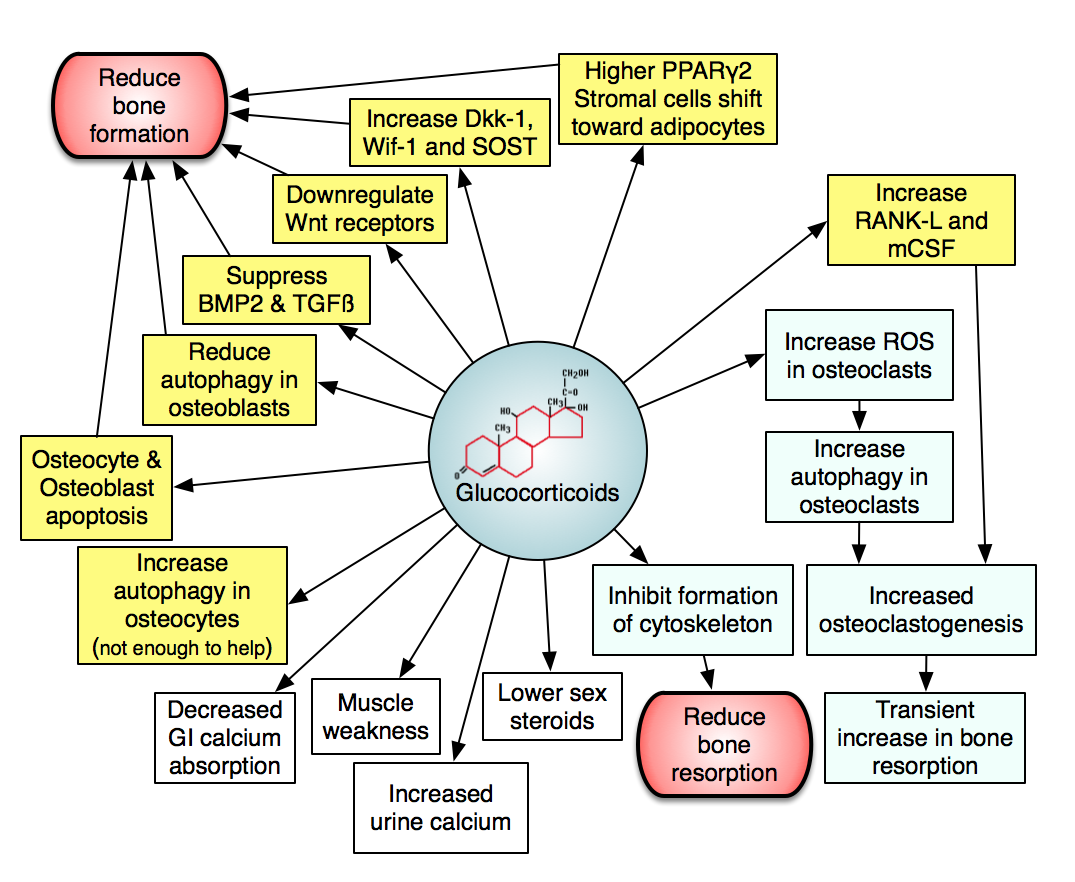 chart showing effects of steroids on bones