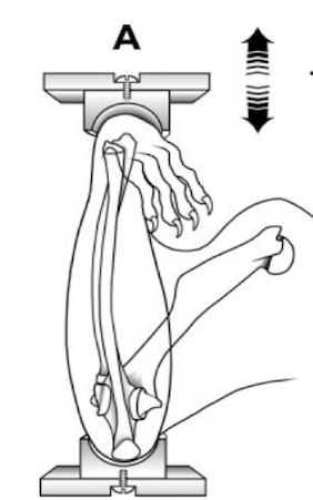 diagram of mouse experiment