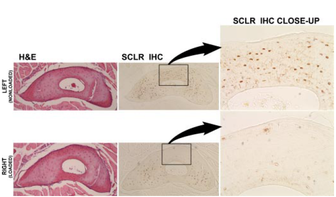 photomicrographs of arm