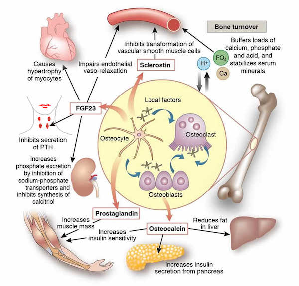 cover of Kidney International diagram of bone cells