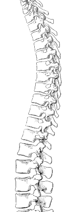image of spine curvature