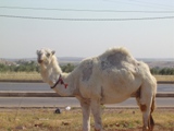 camel