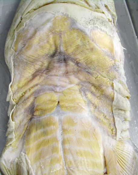 dogfish shark skeleton. Shark+skeleton+anatomy
