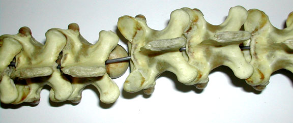 Image result for varanid vertebra