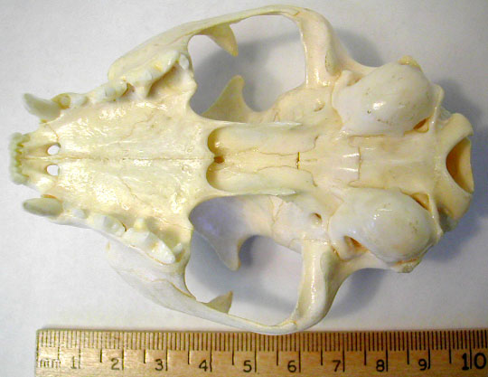 cat skull anatomy dorsal view