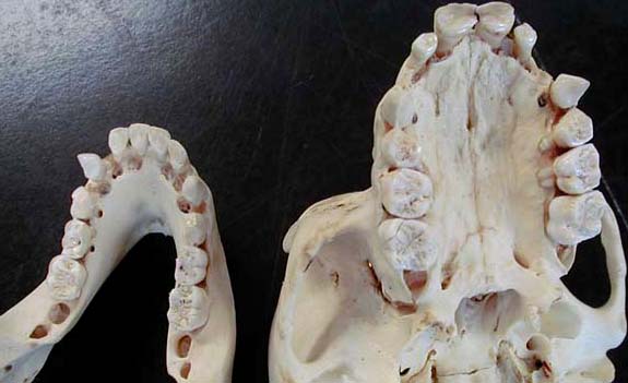 Biology 453 - Specialized Teeth & Skull Images