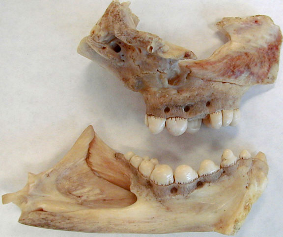 canine teeth in fish