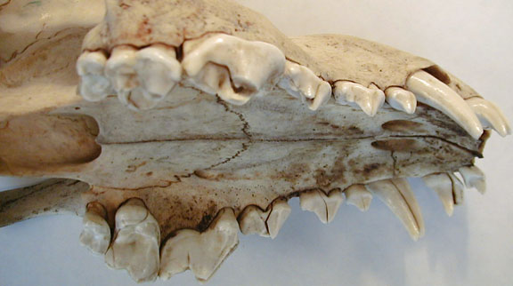white wolf dental