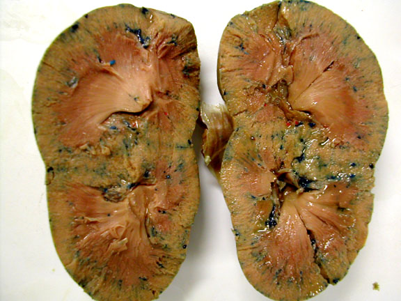 Biology 453 - Mammalian Urogenital Sys. Photos