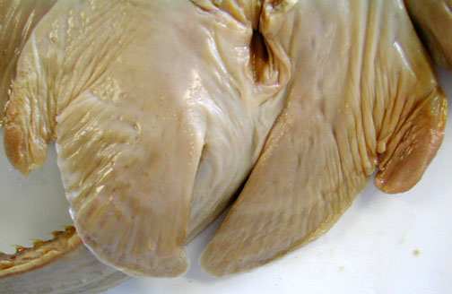 Biology 453 - Shark Urogenital System Photos