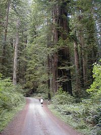 http://upload.wikimedia.org/wikipedia/commons/thumb/7/71/Costal_Redwood.jpg/200px-Costal_Redwood.jpg