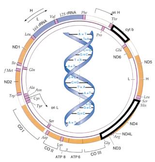 mtDNA