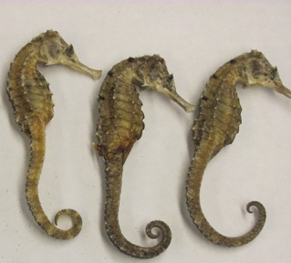 seahorses