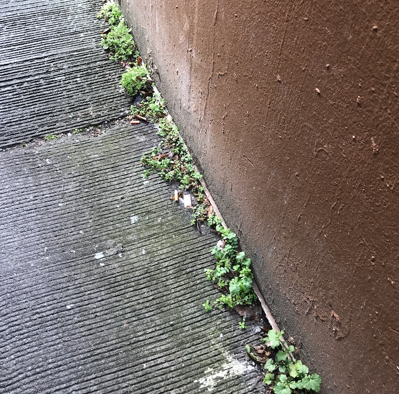 A photograph of plants growing in the cracks of a building in the alley way between Brooklyn Ave. and University Way. University District (Seattle, WA). Photographed by Michelle Kang on 02/03/17.