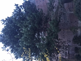 View of Tall Pine Tree Behind Playhouse along University Way NE