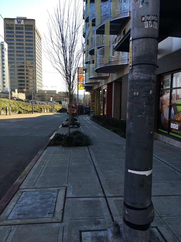 Trees planted in Sidewalk