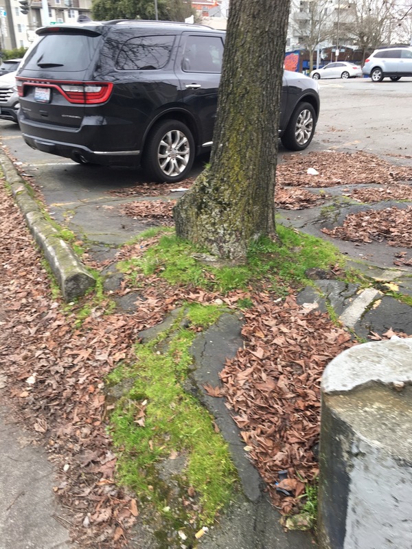 Tree Growing Out of Parking Lot 