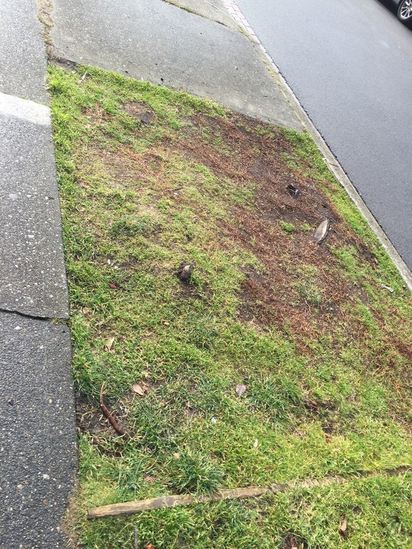 Root system of removed tree visible through grass at Block 14