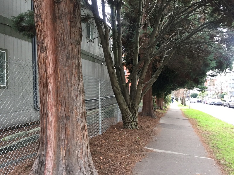 Block 14 - trees lining Sound Transit lot