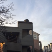 Bird head statue on top of Stevens Court Community Center