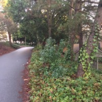 View of Burke-Gilman Trail alongside Stevens Court