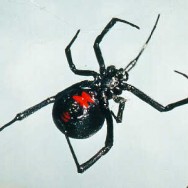 black widow black widow