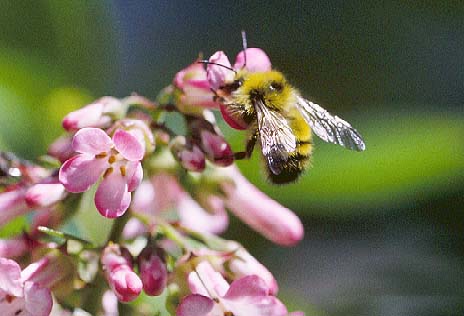 Photograph of a bee pollinating a blossom, like that which spawned Janie's orgasmic epiphany.