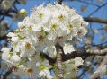 Image of a pear blossom in its fullest bloom, as Janie is with Tea Cake.