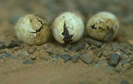 A turtle breeding hatchery was destroyed, washing away over 20,000 eggs and $500,000 worth of research equipment