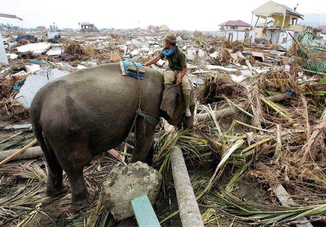 Elephants help clear debris.  Image credit:MSNBC.com