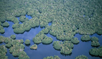 The presence of Mangrove forests would have seriously  alleviated the resulting damaged caused  by the Asian tsunami.