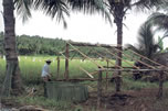 Villagers constructing a shelter in the fields are about to thatch the roof with palm-leaf panels. Source: Traditional Architecture of Indonesia by B.Dawson and J. Gillow 1994.