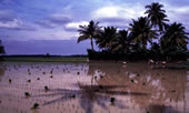 A rice field in Banda Aceh.  Source: http://www.uw-fotoforum.de/Weh/images/3Anreise/Banda%20Aceh%20-%20Reisfeld.jpg