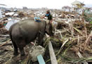 Elephants help to clear debris.  Image credit: MSNBC.com