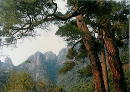 Source: Guangdong Forestry www.gdf.gov.cn