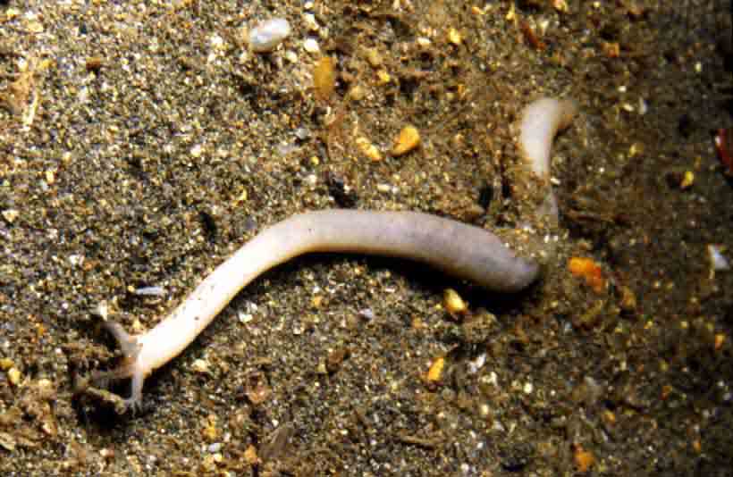 Peanut worm