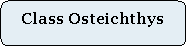 Rounded Rectangle: Class Osteichthys