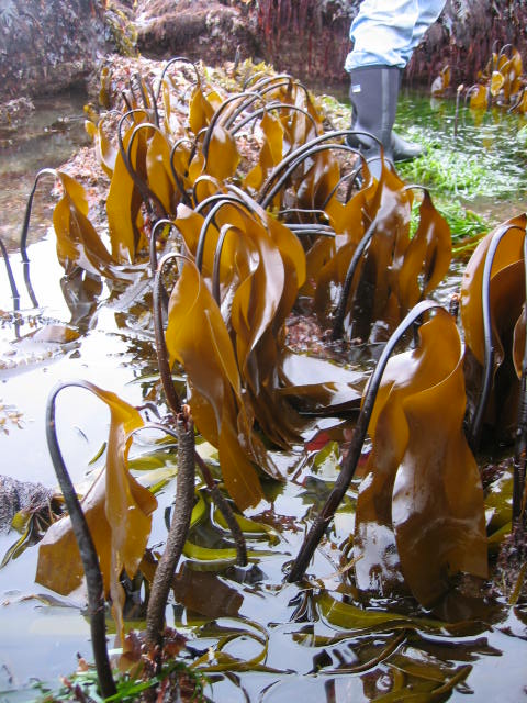 Laminaria setchellii (Split kelp)