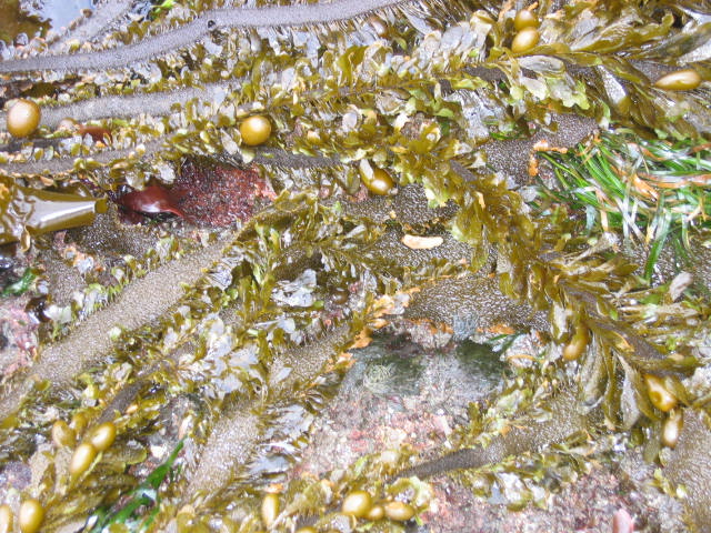 Egregia menziesii (Feather boa kelp)