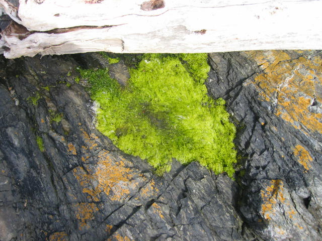 Ulva (Sea lettuce)