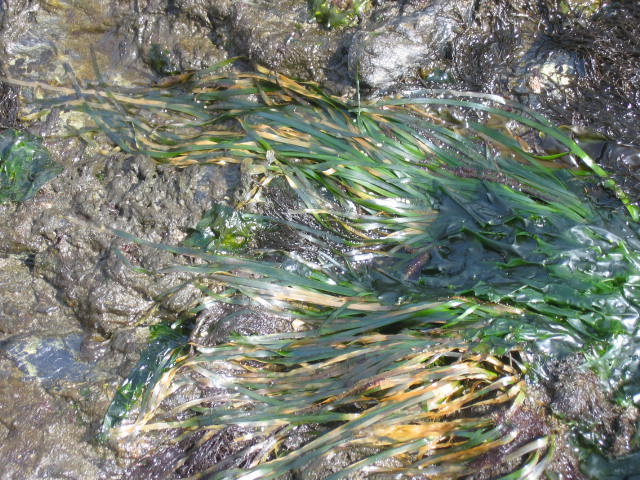 Zostera marina (Eelgrass)