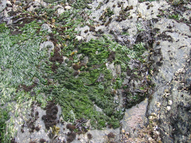Ulva (Sea lettuce) and Neorhodomela larix (Black pine)