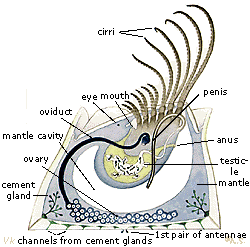 barnacles