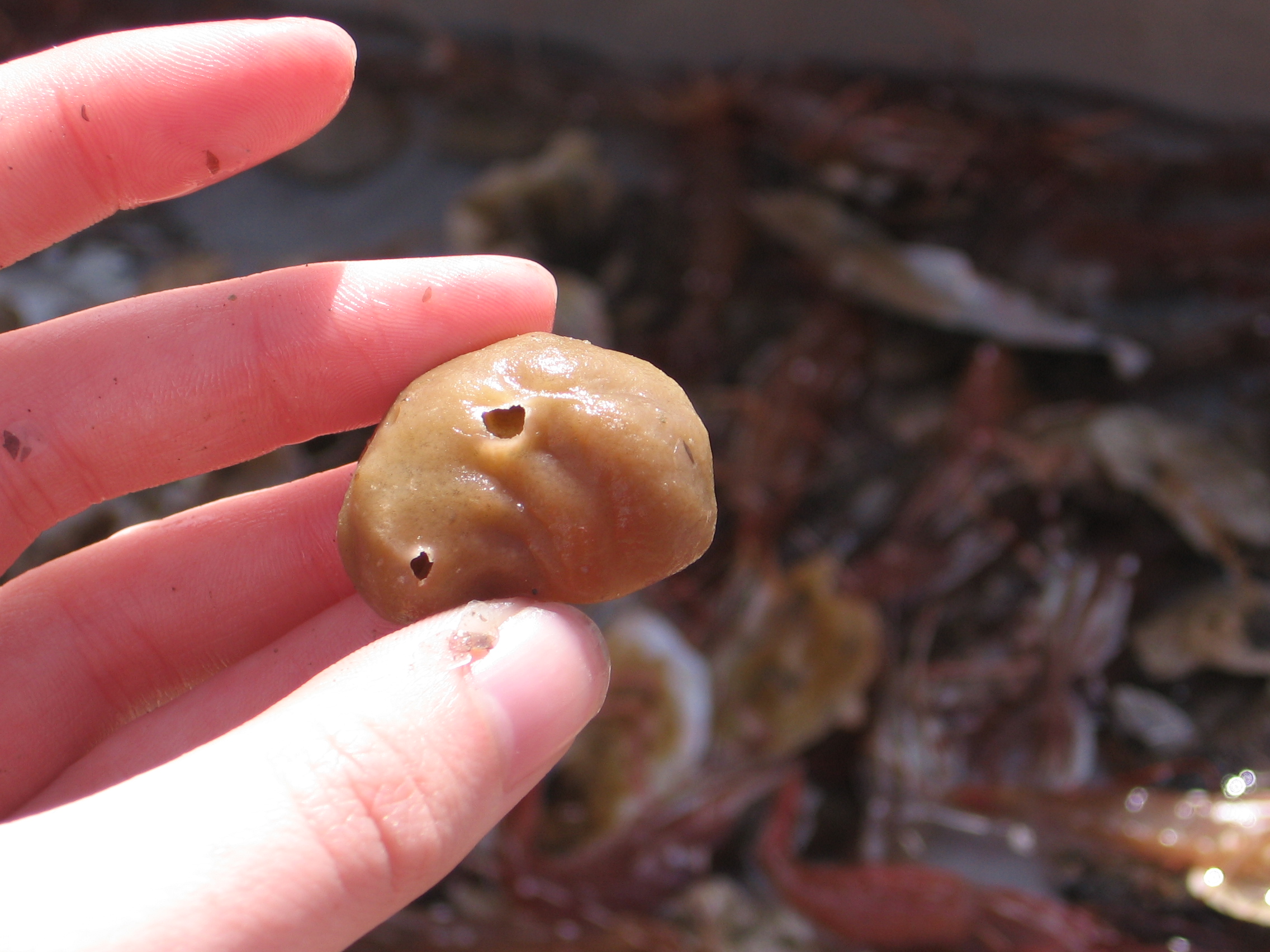 Hermit Crab Sponge (Suberites latus)