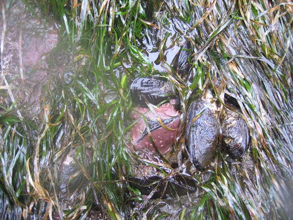 Tongue Point - near Salt Creek, outer coast, rocky intertidal