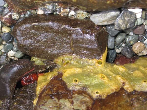 Tongue Point - near Salt Creek, outer coast, rocky intertidal